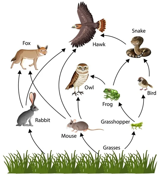 food web on land food web on land